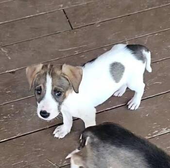 Paulie -  Bluetick Coonhound Dog for Adoption in Colorado Springs, Colorado - Paulie | PetCurious