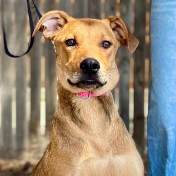 FWT Stella -  Shepherd and Mixed Breed Dog for Adoption in Midland, Texas - FWT Stella | PetCurious