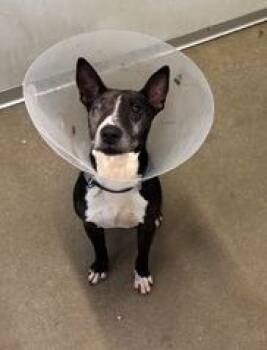 Rescue Mixed Breed Dogs for Adoption in West Chester, Pennsylvania - Phil | PetCurious