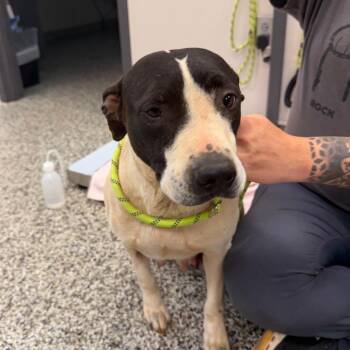 Passion Fruit -  Pit Bull Terrier Dog for Adoption in Morganton, North Carolina - Passion Fruit | PetCurious
