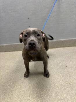 HERSHEY -  Pit Bull Terrier Dog for Adoption in Las Vegas, Nevada - HERSHEY | PetCurious