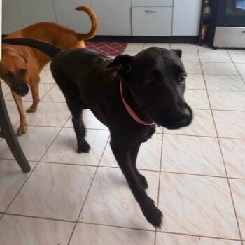 Bridget Jones -  Mixed Breed Dog for Adoption in Frederiksted, St. Croix - Bridget Jones | PetCurious