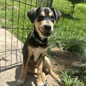 Womble -  Hound Dog for Adoption in Helena, Alabama - Womble | PetCurious