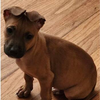 Mixed Breed Dogs Available for Adoption - Lelu | PetCurious