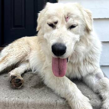 Winslow -  Great Pyrenees and Mixed Breed Dog for Adoption in Buffalo, Minnesota - Winslow | PetCurious