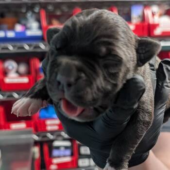 Pit Bull Terrier Dogs Available for Adoption in Jefferson City, Tennessee - Remy | PetCurious