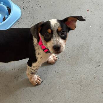 Baby Girl -  Terrier and Dachshund Dog for Adoption in Saugerties, New York - Baby Girl | PetCurious
