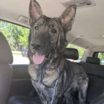 Arya -  Mixed Breed Dog for Adoption in Greensboro, North Carolina - Arya | PetCurious