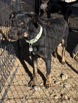Pistol -  German Shepherd Dog and Catahoula Leopard Dog Dog for Adoption in Challis, Idaho - Pistol | PetCurious