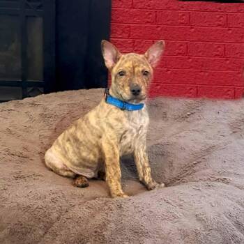 Mixed Breed Dogs Available for Adoption in Itasca, Illinois - Grant | PetCurious