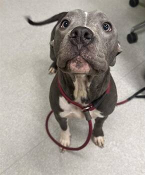 PEARL -  Pit Bull Terrier Dog for Adoption in Indianapolis, Indiana - PEARL | PetCurious