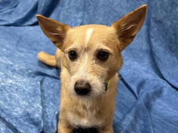 Otter -  Terrier Dog for Adoption in Portland, Oregon - Otter | PetCurious