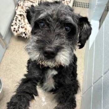 Pixie -  Schnoodle Dog for Adoption in Homer Glen, Illinois - Pixie | PetCurious