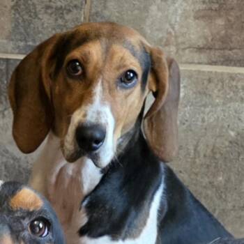 June -  Treeing Walker Coonhound Dog for Adoption in Glenfield, New York - June | PetCurious