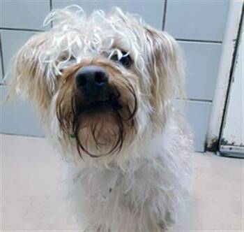 Mixed Breed Dogs Available for Adoption in Nashville, Tennessee - Chiquito | PetCurious