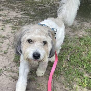 Kipper -  Havanese and Mixed Breed Dog for Adoption in Waldorf, Maryland - Kipper | PetCurious