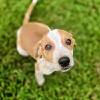 Pixie -  Beagle Dog for Adoption in Lancaster, South Carolina - Pixie | PetCurious