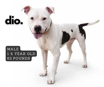 Dio -  Pit Bull Terrier Dog for Adoption in Ashland, Kentucky - Dio | PetCurious