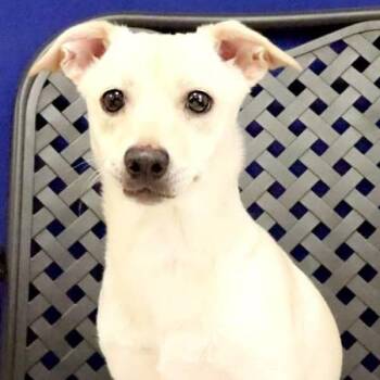 Bear -  Chihuahua Dog for Adoption in Fort Davis, Texas - Bear | PetCurious