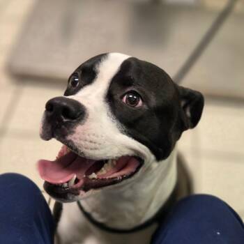 The Batman -  Mixed Breed Dog for Adoption in Charleston, West Virginia - The Batman | PetCurious