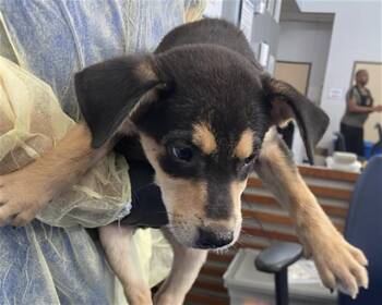 STANNIS -  Mixed Breed Dog for Adoption in Dallas, Texas - STANNIS | PetCurious