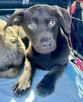 Chocolate Labrador Retriever and Mixed Breed Dogs Available for Adoption - Brownie | PetCurious