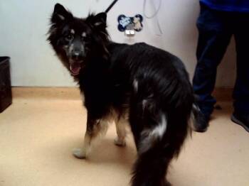 RAVEN -  German Shepherd Dog and Mixed Breed Dog for Adoption in Martinez, California - RAVEN | PetCurious