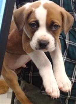 Boxer Dogs Available for Adoption in Oklahoma City, Oklahoma - A474819 | PetCurious