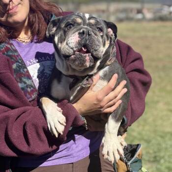 English Bulldog Dogs Available for Adoption - Spike | PetCurious