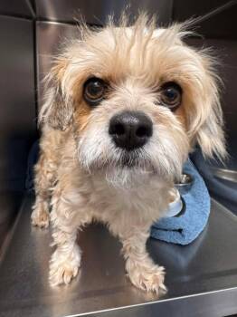 Shorkie Dogs Available for Adoption - Meer | PetCurious