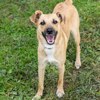 Rescue Shepherd and Mixed Breed Dogs for Adoption - Lola | PetCurious