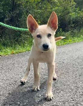 Mick Fleetwood -  Mixed Breed Dog for Adoption in Elkins, West Virginia - Mick Fleetwood | PetCurious