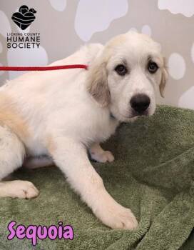Sequoia -  Great Pyrenees Dog for Adoption in Heath, Ohio - Sequoia | PetCurious