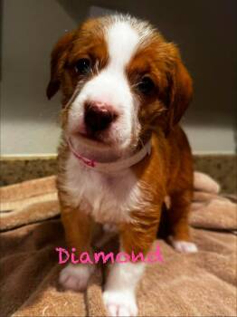 Diamond -  Pit Bull Terrier Dog for Adoption in Mission Viejo, California - Diamond | PetCurious