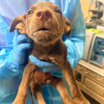 Scooby -  Mixed Breed Dog for Adoption in Corinth, Mississippi - Scooby | PetCurious