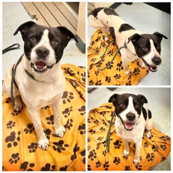 Parker -  Pit Bull Terrier Dog for Adoption in Dublin, Virginia - Parker | PetCurious