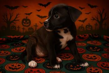 SPARKLE -  Rat Terrier and Pit Bull Terrier Dog for Adoption in Tulsa, Oklahoma - SPARKLE | PetCurious