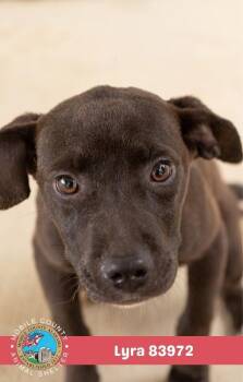Lyra -  American Bulldog Dog for Adoption in Mobile, Alabama - Lyra | PetCurious