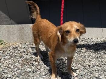 Ophelia -  Dachshund and Mixed Breed Dog for Adoption in Vacaville, California - Ophelia | PetCurious