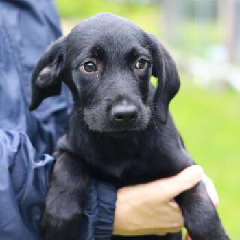 Labrador Retriever and Mixed Breed Dogs Available for Adoption in Eastford, Connecticut - CT Green Leaf Avail May 30 (Ellington, CT) | PetCurious