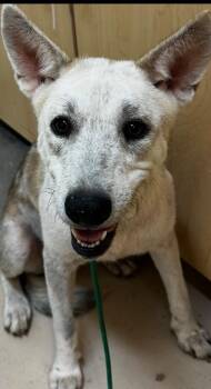 Shasta -  Australian Cattle Dog Blue Heeler Dog for Adoption in Elizabethton, Tennessee - Shasta | PetCurious