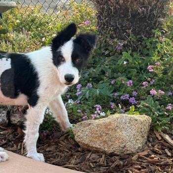Patches -  Border Collie Dog for Adoption in Oceanside, California - Patches | PetCurious
