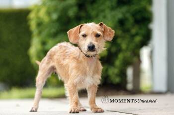 Kip -  Dachshund Dog for Adoption - Kip | PetCurious