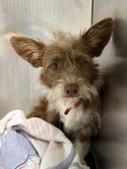 Rescue Terrier Dogs for Adoption in Holbrook, New York - REESE | PetCurious