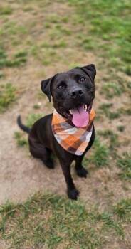Staffordshire Bull Terrier Dogs Available for Adoption in Santa Monica, California - Chance | PetCurious