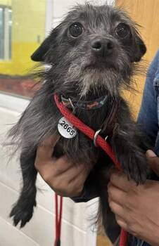 RIPLEY -  Chihuahua and Cairn Terrier Dog Available for Adoption - RIPLEY | PetCurious
