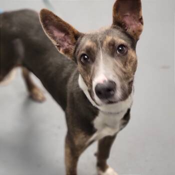 Rescue Mixed Breed Dogs for Adoption in Sarasota, Florida - Isaiah | PetCurious