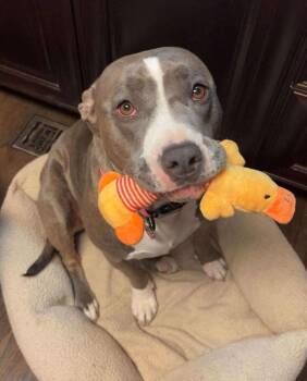 Rescue American Staffordshire Terrier Dogs for Adoption in Zuni, Virginia - Pringle | PetCurious