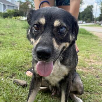 Princess Puddles -  Shepherd Dog for Adoption in Columbia, South Carolina - Princess Puddles | PetCurious