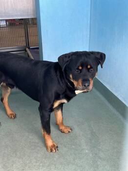 Rottweiler Dogs Available for Adoption - MANE | PetCurious